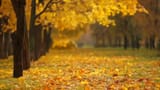 AutumnPark