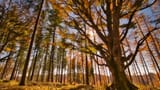 AutumnForest