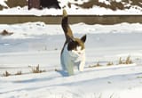 baby cat