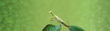 mantis