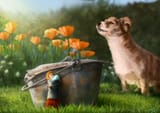 christophe-moussu-chien