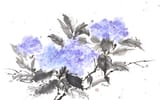 sumi_e_hydrangea_by_bsshka_d9nfz8l