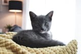 Pixelle