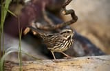 Savannah sparrow