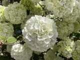 Hydrangeas in Downtown McKinney