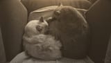 Vintage cats