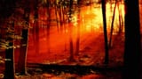 forest_sunrise_wallpaper_landscape_nature_1181