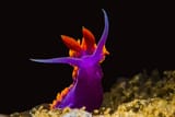 nudibranch2Oct9-15
