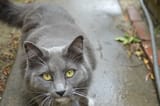 Angus the cat