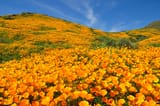 California poppies