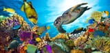 header-vr-coral-beauty