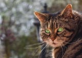 The people will suspect the cat