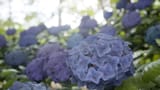hiroyuki-kobayashi-hydrangea-01