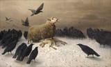 sheep