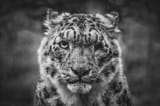 Snow Leopard