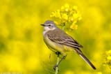 Western yellow wagtail