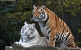Bengal tigers Awi and Paka