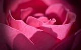 another_cliche_rose_shot_by_pyr0n0id_d2miffh