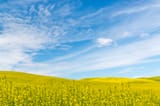 Palouse region of Washington