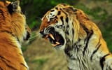 6941822-tiger-angry