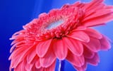 hot-pink-16