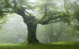 green_tree
