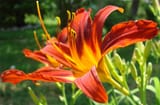 Daylily