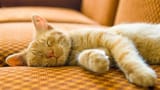 kitten-sleeping-on-sofa