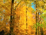 golden forest