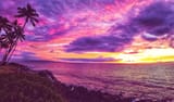 Paradise Attired in Purple