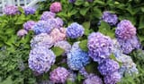 Pastel Hydrangeas