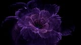 purple_flower_4k