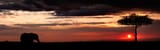 elephantinthesunset
