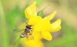 petulant leaf-cutter bee