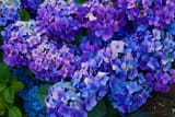 Hydrangeas (PDX, OR)