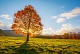 Tree on Fire