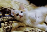 DSCF6467