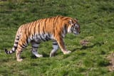 Prowling Amur Tiger