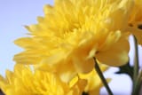 Flores Amarillas