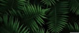 forest_fern-wallpaper-3440x1440
