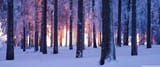forest_trees_winter-wallpaper-3440x1440