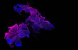 Light Painted Lily