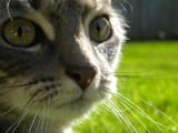 cutest kitty ever