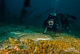 shark6Sept25-15