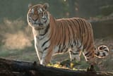 amur_tiger