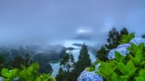 hydrangeas_blooming_in_the_clouds__azores__portugal