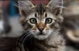 cat1