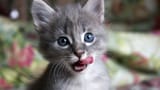 cat2