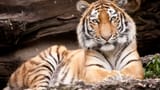 tigr-amurskiy-koshka
