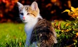cat3